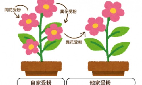 冬蜜和蜂蜜的区别-冬蜜与花蜜的区别网-分享冬蜜与花蜜的区别是什么，蜜款冬花的功效知识库