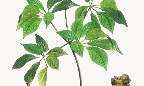 冬蜜与花蜜的区别网-分享冬蜜与花蜜的区别是什么，蜜款冬花的功效知识库
