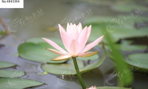冬蜜与花蜜的区别网-分享冬蜜与花蜜的区别是什么，蜜款冬花的功效知识库