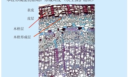 冬蜜与花蜜的区别网-分享冬蜜与花蜜的区别是什么，蜜款冬花的功效知识库
