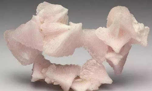 冬蜜与花蜜的区别在哪里-冬蜜与花蜜的区别网-分享冬蜜与花蜜的区别是什么，蜜款冬花的功效知识库